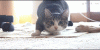 The AI-generated cat pictures thread-cpxrdvlsj9qka.gif