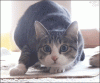 The AI-generated cat pictures thread-imnxvmi.gif