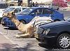 Hey you park like a total a'hole thread-80-camel_parking_f9796f2ed1eb26958fce8dde7fca88908ca31be8.jpg