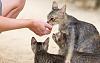 The kitten &amp; cat thread-18502055316_13b50db3b6_b.jpg