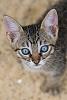 The kitten &amp; cat thread-17905724264_c4aef26f2e_k.jpg