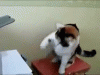 The kitten &amp; cat thread-80-aa36f099f73af244bbe3945cfc34a47f_7f21eb19e9adc85a785ac81e37c1cd86ace053ee.gif