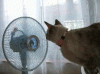 The kitten &amp; cat thread-80-7aa58de487f0ea94160da08e23385b03_d953d34a347fb67ae147cd9bc3b67700943afbdc.gif