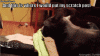 The kitten &amp; cat thread-ez4agqr.gif