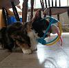 The kitten &amp; cat thread-0525151719b-1_zpsxszru8qx.jpg