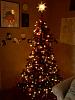 Christmas Trees!-1206091528.jpg