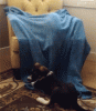 The AI-generated cat pictures thread-80-these_15_animals_need_to_stop_acting_like_total_d_cks10_558a4ffccd7b294e7a4dc770a3835966a4ec6.gif