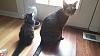 The kitten &amp; cat thread-21305961775_b17238d25a_c.jpg