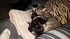 The kitten &amp; cat thread-21119098229_3c30621e88_c.jpg