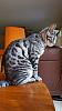 The kitten &amp; cat thread-20150726_182225_zps4cersdyh.jpg
