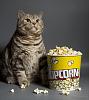 The AI-generated cat pictures thread-fat-cat-popcorn.jpg
