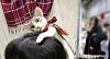 The kitten &amp; cat thread-kitten-cat-hairband-accessory-campanella-2.jpg
