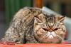 The kitten &amp; cat thread-sofisticat-pisici-main-coon-british-shorthair-sphinx-71.jpg