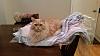 The kitten &amp; cat thread-20151002_182121.jpg