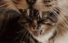 The AI-generated cat pictures thread-80-tumblr_n7na9k7s4v1sjb4o2o1_400_cbe280677069ebe90f1d9a010489963faa8f3ad4.gif