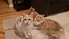 The kitten &amp; cat thread-80-20151019_202023_jpg_jpeg_36c4a7ebae281cb31956bc0ff6ecb70f0130913e.jpg