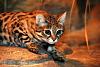 The AI-generated cat pictures thread-black-footed-cat-jim-schulz1.jpg