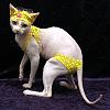 The AI-generated cat pictures thread-80-cat_polka_dot_bikini_fecb6a6bde5b074591385c7daf94cd73c2495a4b.jpg