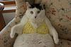 The AI-generated cat pictures thread-80-funny_cats_wearing_bikinis_2ad0d28f1390a44eee371ee28addcf08805f4b82.jpg