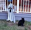 The kitten &amp; cat thread-80-bb_ghost_f3aa512609e737a30ac6489148a45d393dfafdb8.jpg