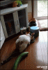 The kitten &amp; cat thread-80-tumblr_nrr9rituyy1s02vreo1_250_162c5ae54547ab9b139f71b54e00103f288c16bb.gif
