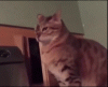 The AI-generated cat pictures thread-y7okrvx.gif