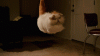 The AI-generated cat pictures thread-80-tumblr_nfgsjqsch31r3gb3zo1_500_f26f458c01f7c467a647dc63b7e2606b40e83625.gif