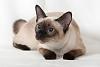 The kitten &amp; cat thread-siamese-cats.jpg