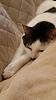 The kitten &amp; cat thread-20151117_224838.jpg