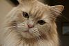 The kitten &amp; cat thread-dsc00151.jpg