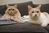 The kitten &amp; cat thread-dsc00153.jpg