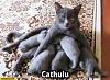 The kitten &amp; cat thread-80-cathulu_cat_feeding_18e789931dcc98f4e2956dfe1a9ec762c2f8c43e.jpg