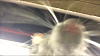 The AI-generated cat pictures thread-rat-selfie.png