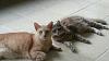 The kitten &amp; cat thread-20140713_181617.jpg