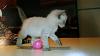 The kitten &amp; cat thread-20140216_123015.jpg