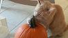 The kitten &amp; cat thread-20131027_175233-0-.jpg