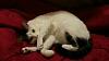 The kitten &amp; cat thread-20140105_080301.jpg