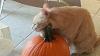 The kitten &amp; cat thread-20131027_175235.jpg