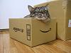 The AI-generated cat pictures thread-cats-boxes4.jpg