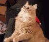 The AI-generated cat pictures thread-3.gif
