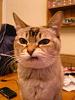 The AI-generated cat pictures thread-d05d685600f4f5ef52708f101a28d56d.jpg