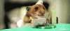 The AI-generated cat pictures thread-80-criceto_2015_03_09_17_37_30_969e1c6945ad55284b5f01c1f41ee5ec1b0bf229.gif