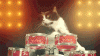 The AI-generated cat pictures thread-giphy.gif