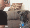 The AI-generated cat pictures thread-80-abd_02142014_12cc78906ae3bc27090b1035be2a49bf776f0820.gif