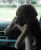 My New Puppy. (pics)-0722061444.jpg