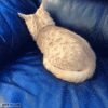 The AI-generated cat pictures thread-80-xfoc3ryige3ae_f8d1b2a713f11b3725dfad82ce1a700ce0e3032a.gif