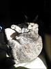 The kitten &amp; cat thread-sunbeam_lola.jpg