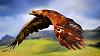 The AI-generated cat pictures thread-red-tailed-hawk-widescreen-high-definition-wallpaper-desktop-background-download-images-free.jpg