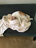 The kitten &amp; cat thread-80-undefined_ade909a99105e7016c06cce18917c3e445b44b49.png