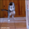 The AI-generated cat pictures thread-119_crazycat_cat_gifs.gif